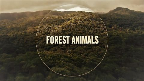 Forest Animals