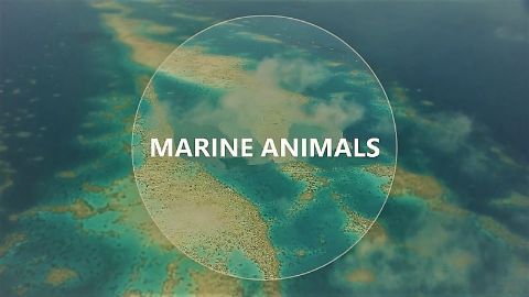Marine Animals