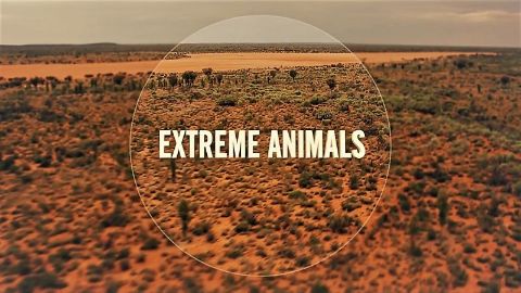Extreme Animals