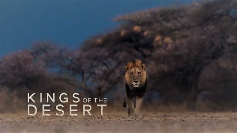 Kings of the Desert