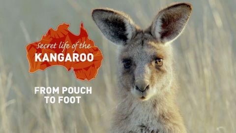 From Pouch to Foot