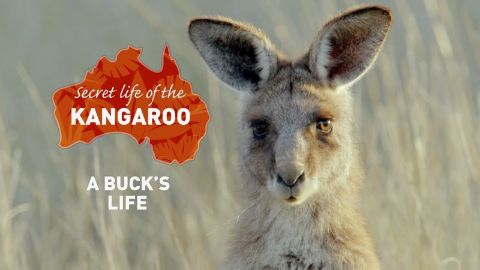 A Buck's Life