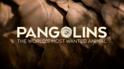 Pangolins: The World's Most Wanted Animal