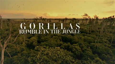 Gorillas: Rumble in the Jungle