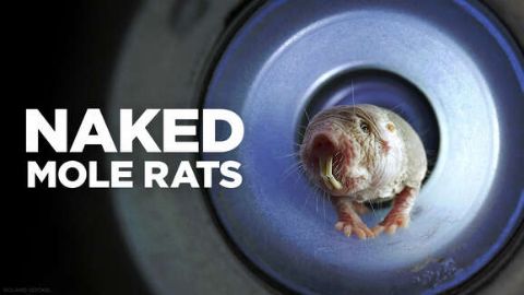 Naked Mole Rats