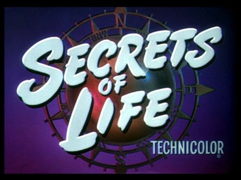 Secrets of Life (Walt Disney)