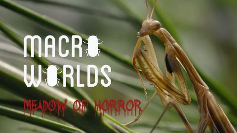 The Meadow of Horror 
