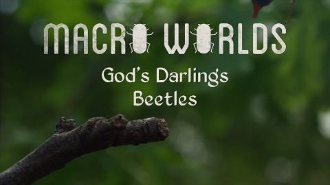 God's Darlings Beetles