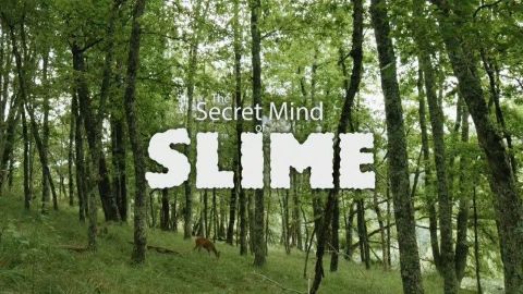 The Secret Mind of Slime
