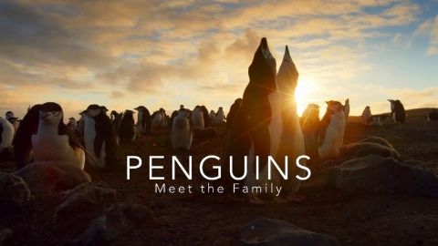 Penguins: Meet the Family