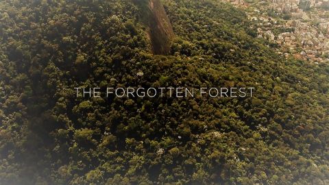 The Forgotten Forest