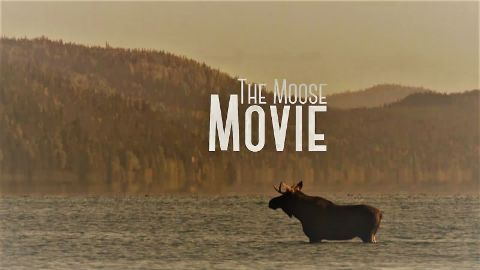 The Moose Movie
