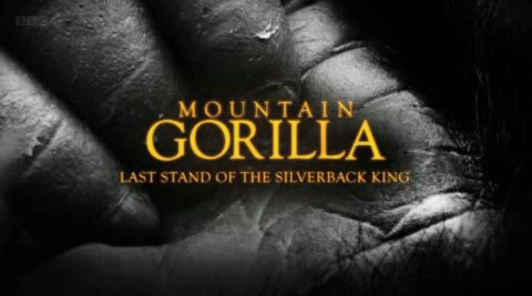 Last Stand of the Silverback King