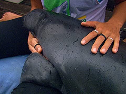 Amazonian Manatee