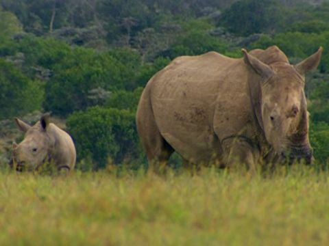 Northern White Rhino