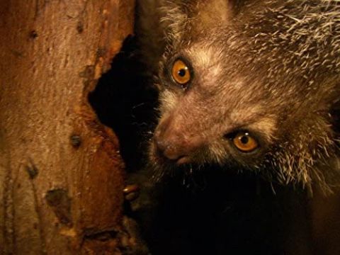 Aye-Aye