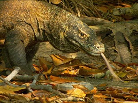 Komodo Dragon