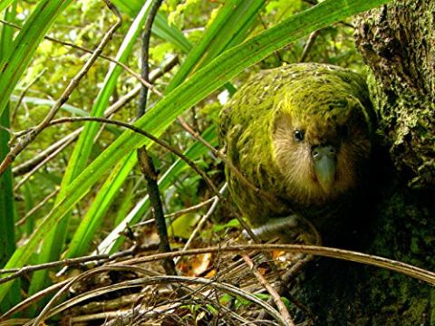 Kakapo