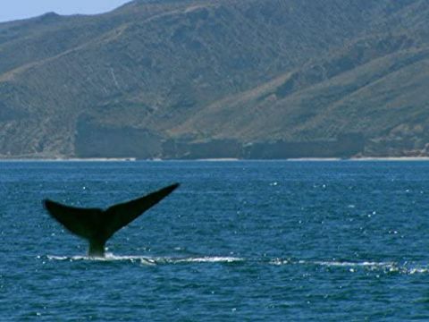Blue Whale