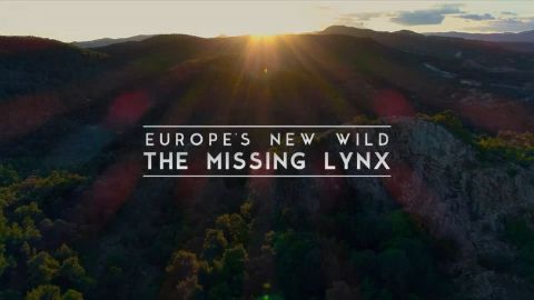 The Missing Lynx