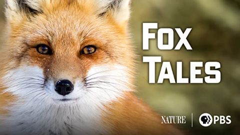 Fox Tales