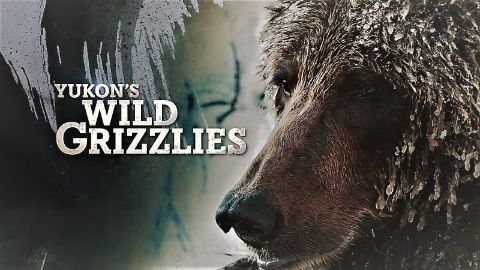 Yukon's Wild Grizzlies