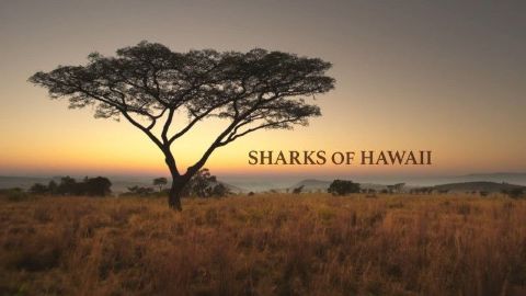 Sharks of Hawaii