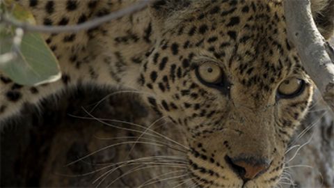 Leopard's Rock