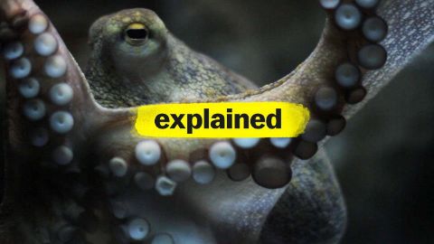 Animal Intelligence