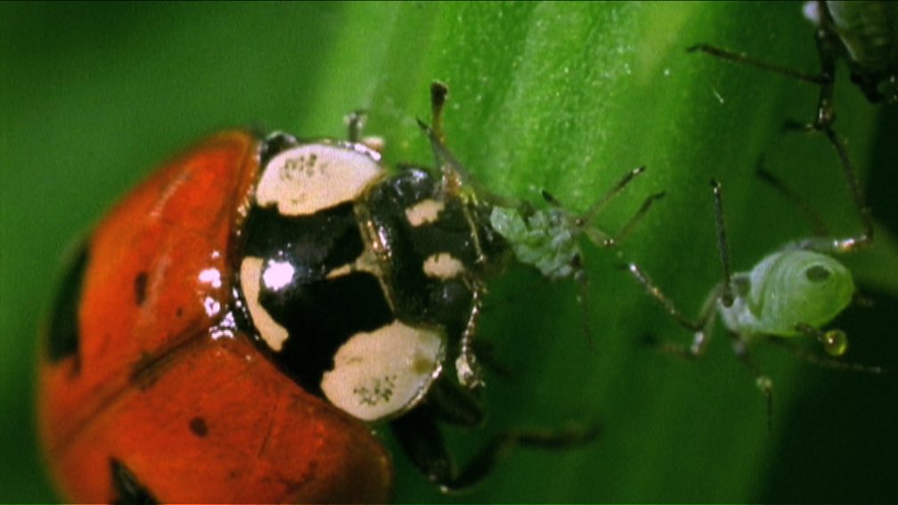 Insect Worlds