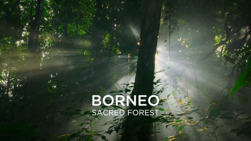 Borneo Sacred Forest