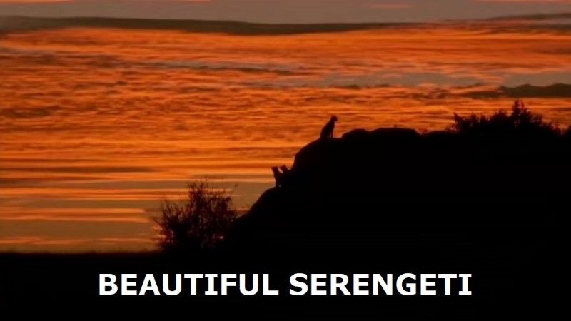 Beautiful Serengeti