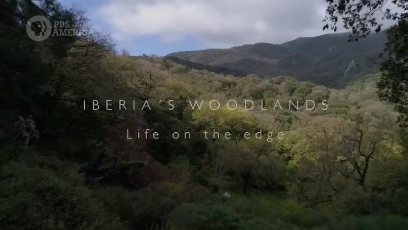 Iberia's Woodlands: Life on the Edge