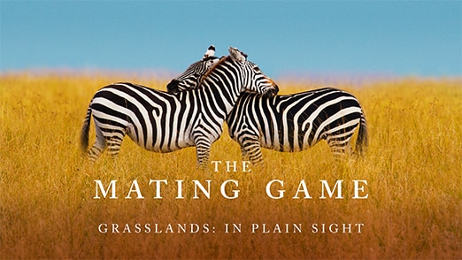 Grasslands: In Plain Sight