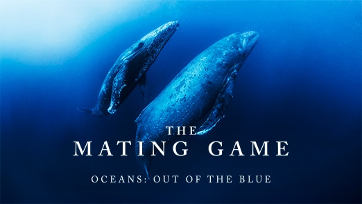 Oceans: Out Of The Blue