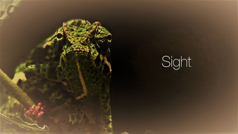 Sight