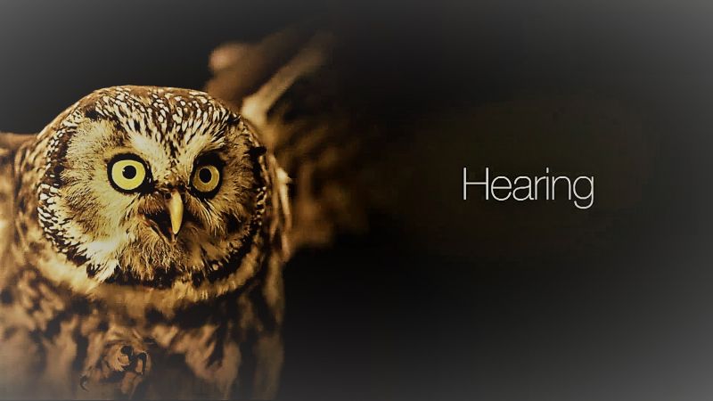 Hearing