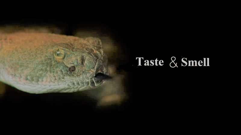 Taste & Smell
