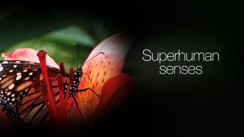 Superhuman senses