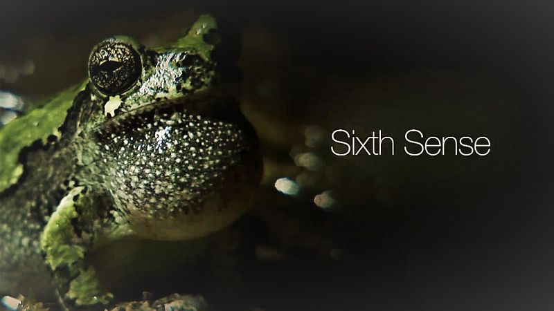 "Sixth" Sense