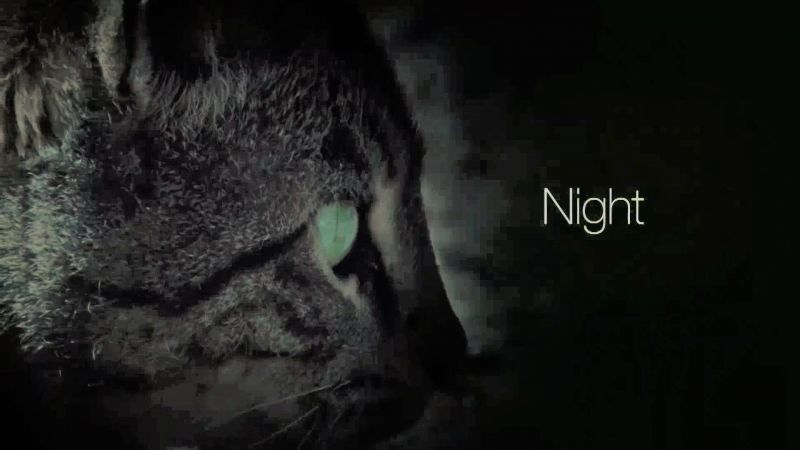 Night