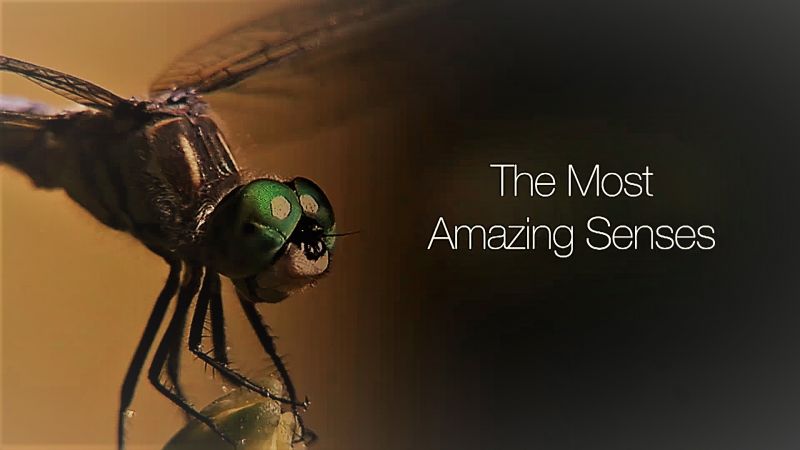 The Most Amazing Senses