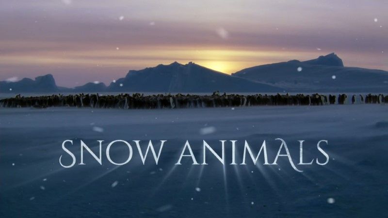 Snow Animals