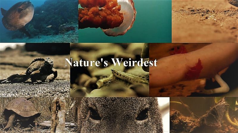 Nature's Weirdest