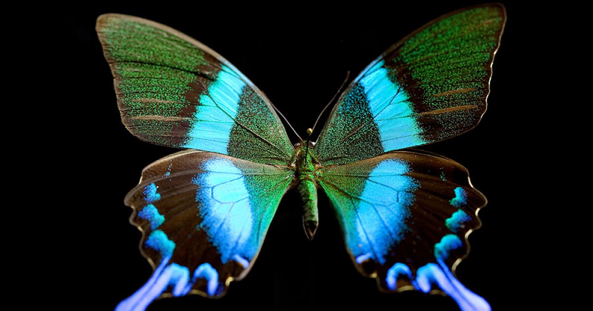 Butterfly Blueprints