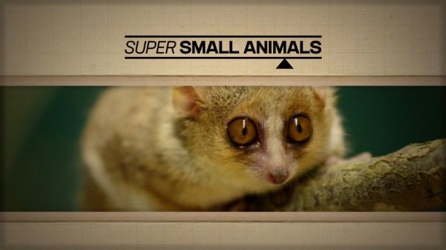 Super Small Animals
