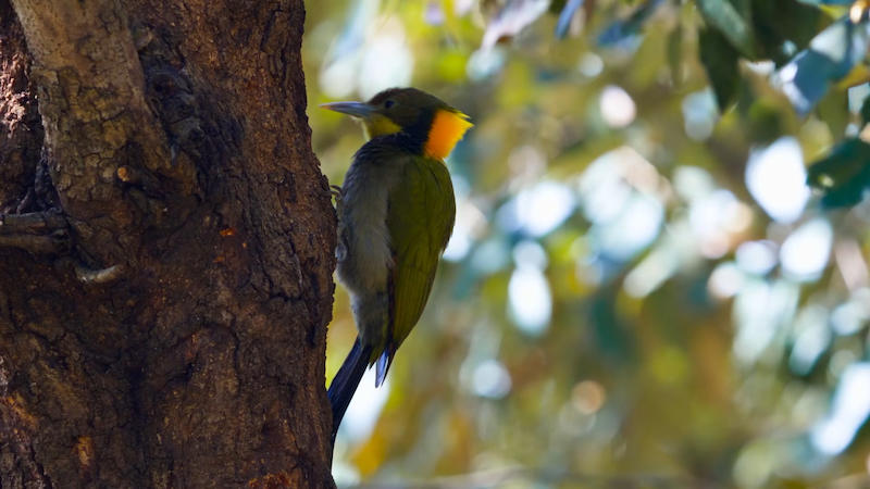 Woodpeckers: The Hole Story