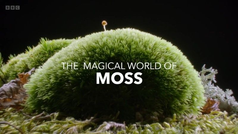 The Magical World of Moss