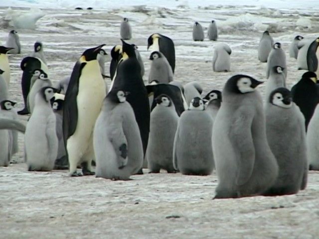 Emperors of the Ice