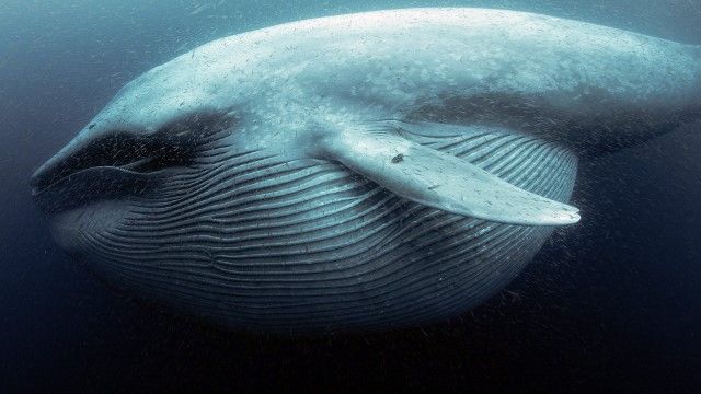 The Witness is a Whale